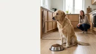 Min hund vil ikke spise – årsager og hvornår du skal reagere | Hunderacer.dk