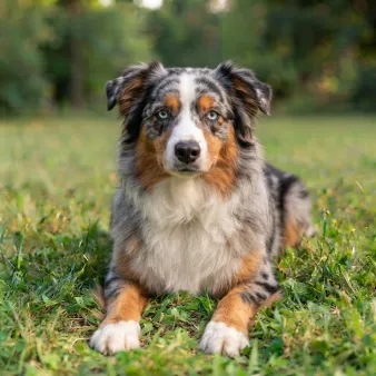 Miniature american shepherd