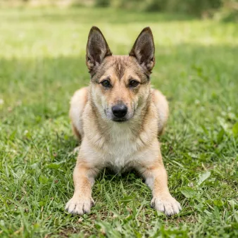 Norsk lundehund