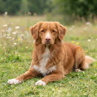 Nova scotia duck tolling retriever