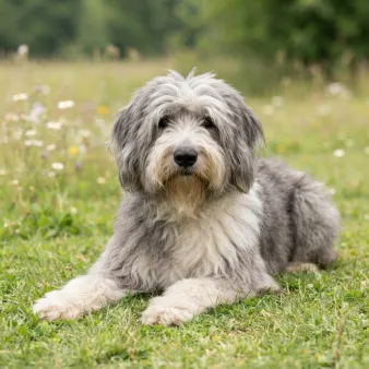 Old english sheepdog