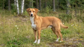Østrigsk pinscher