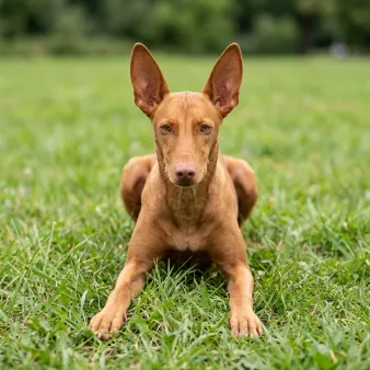 Pharaoh hound