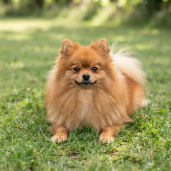 Pomeranian