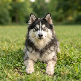 Pomsky