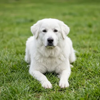 Pyreneerhund