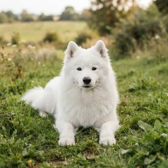 Samojedhund