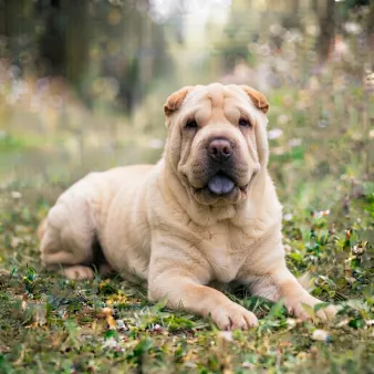 Shar pei