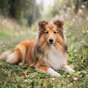 Shetland sheepdog