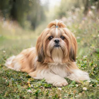 Shih tzu