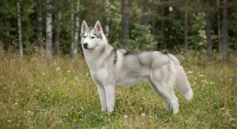 Siberian husky