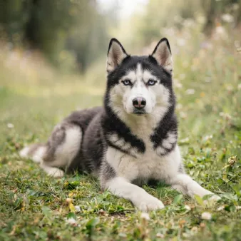 Siberian husky