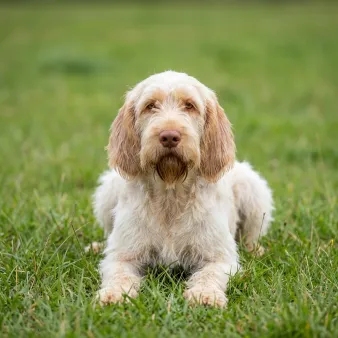Spinone
