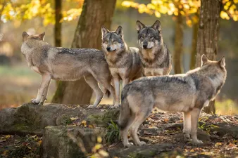 Den grå ulv - alle hunderacers forfader