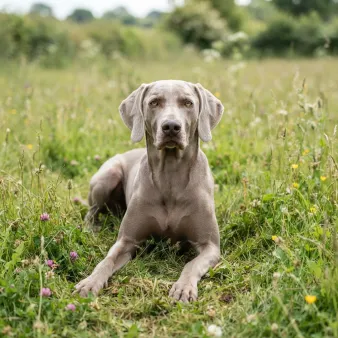 Weimaraner