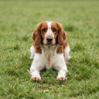 Welsh Springer Spaniel