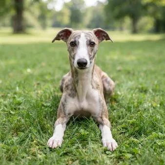 Whippet
