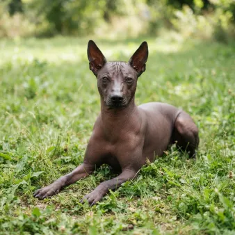 Xoloitzcuintle
