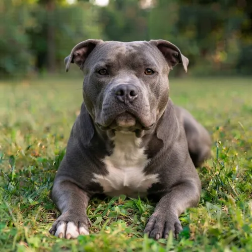 American Bully