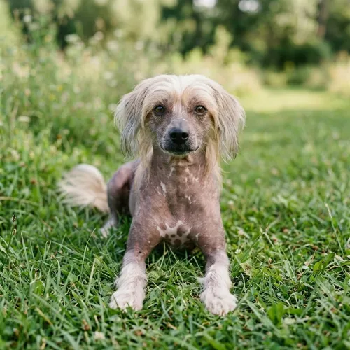 Chinese crested