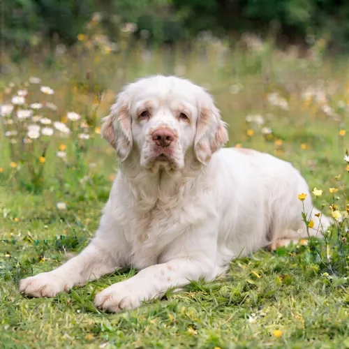 Clumber spaniel