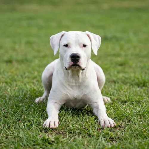 Dogo argentino