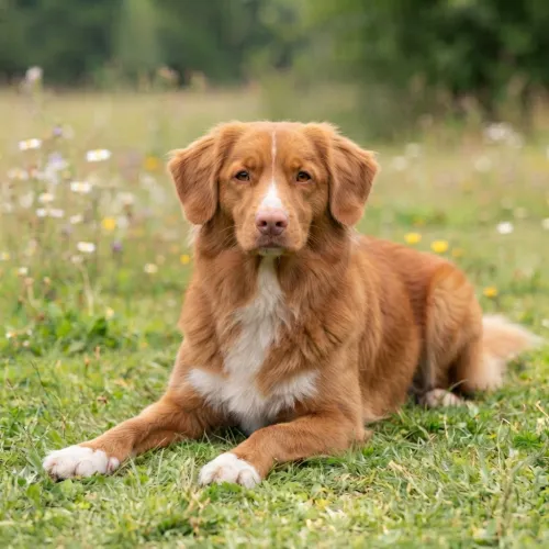 Nova scotia duck tolling retriever