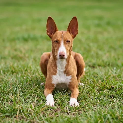 Podenco canario