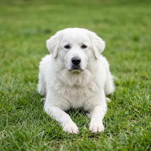 Pyreneerhund