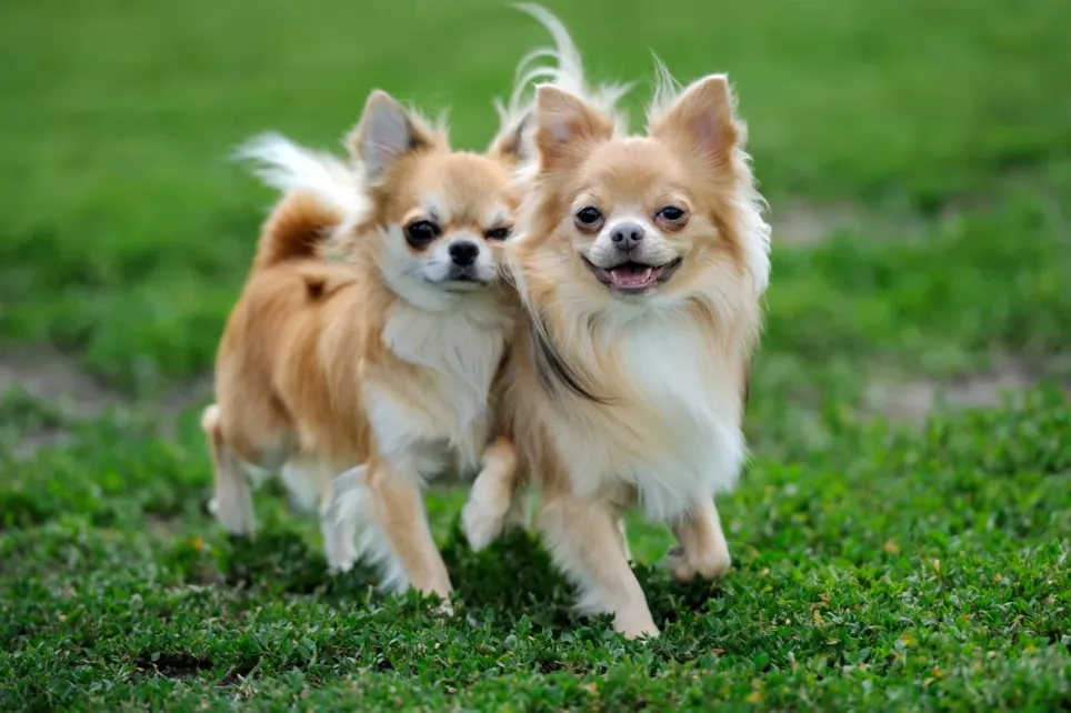 2 styk Chihuahua hygger sig i græsset