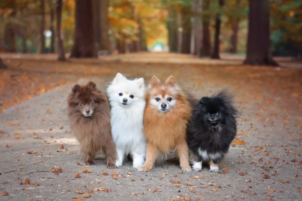 4 Pomeranian i forskellige farver står på rad og række