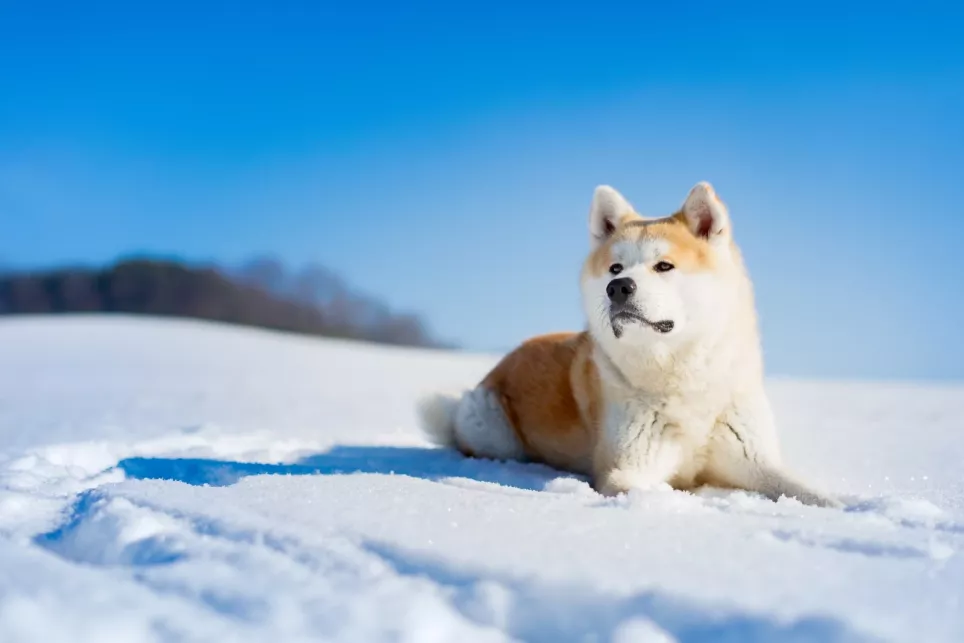 Akita Inu ligger i sneen og holder vagt