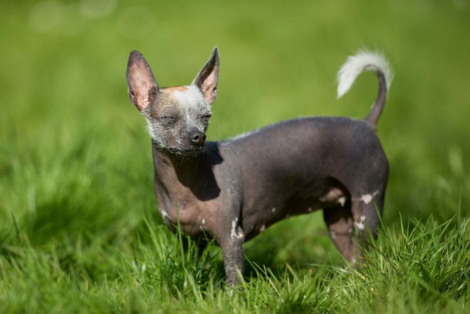 American hairless terrier