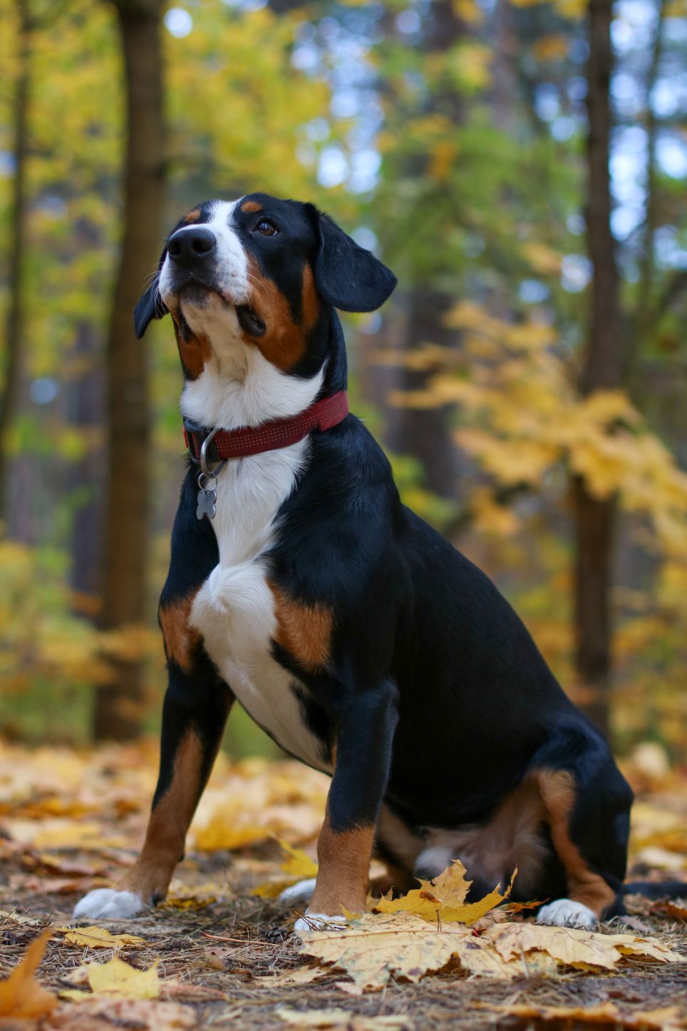 Appenzeller sennenhund