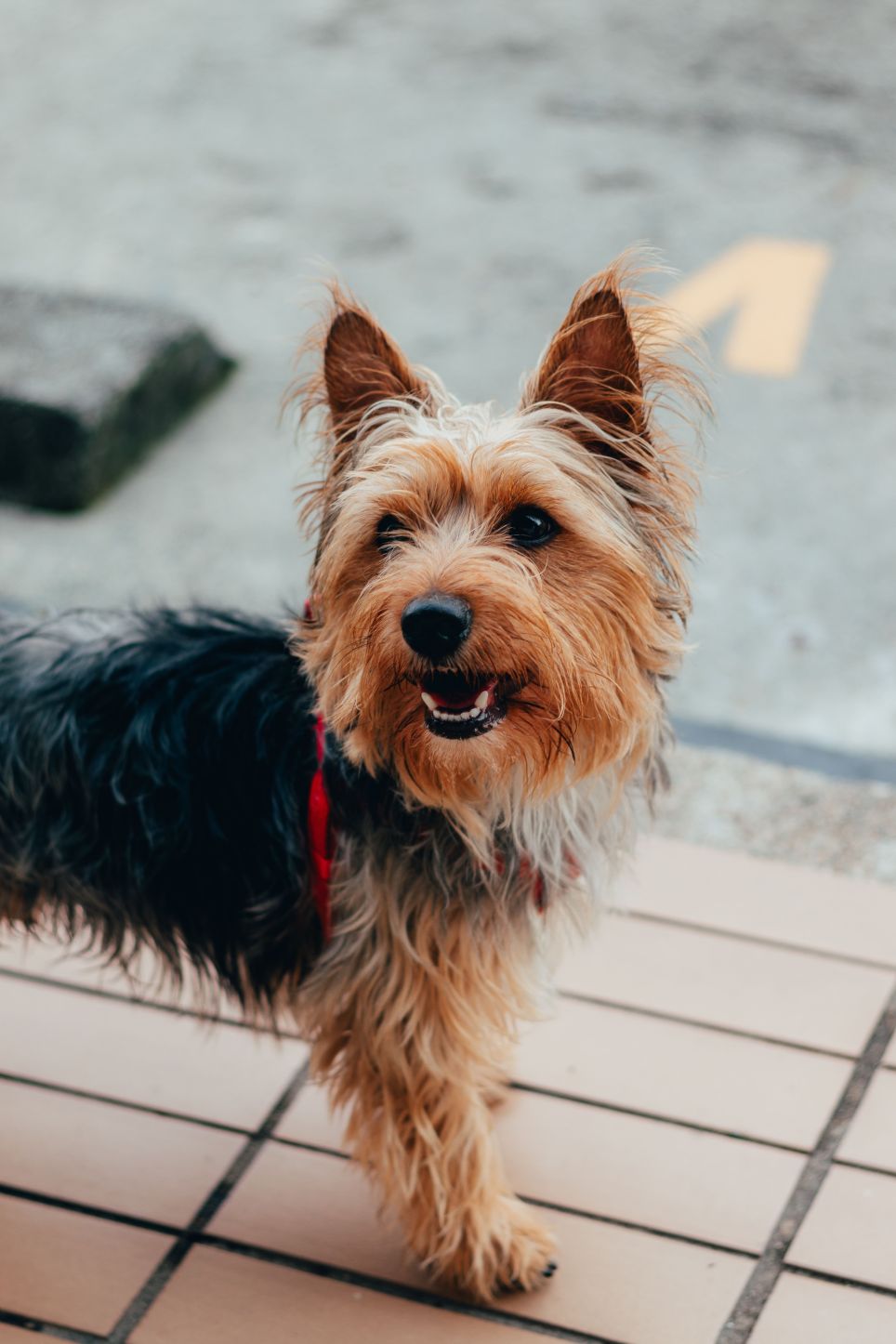 Australian silky terrier