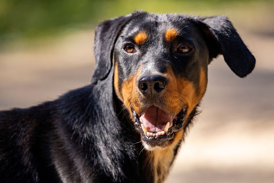 Beauceron
