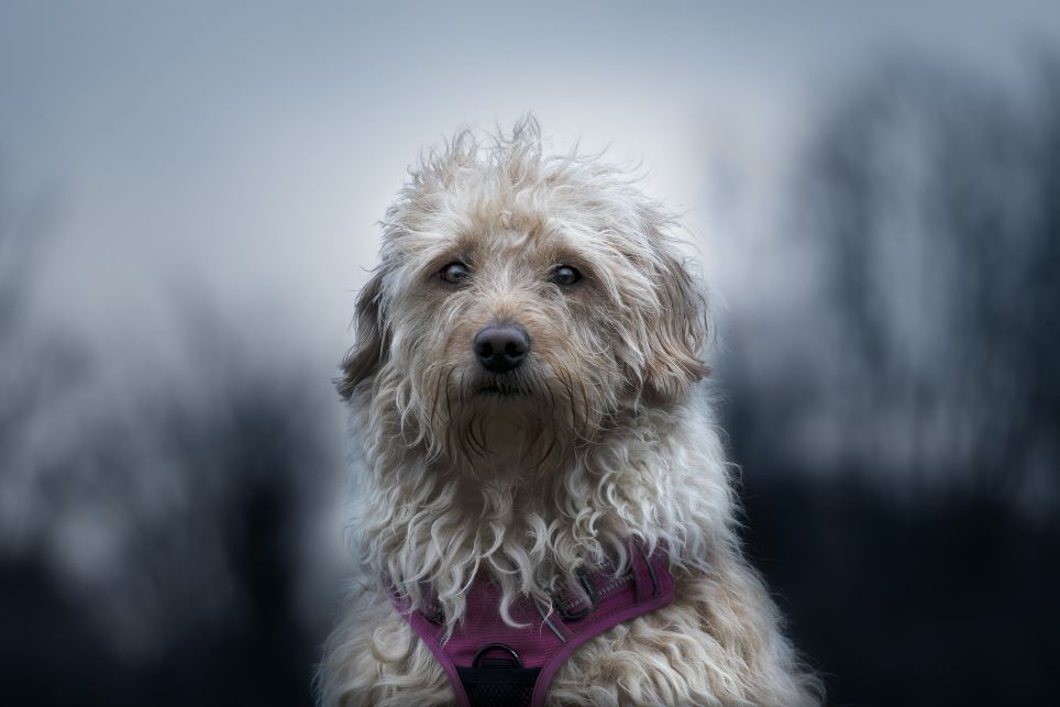 Bedlington terrier