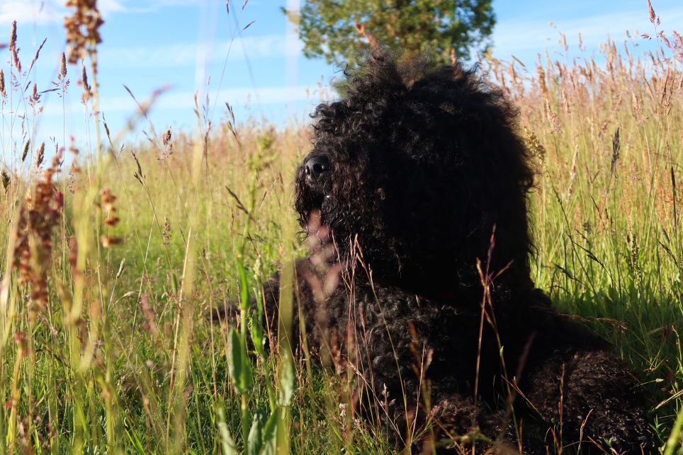 Bouvier des Flandres
