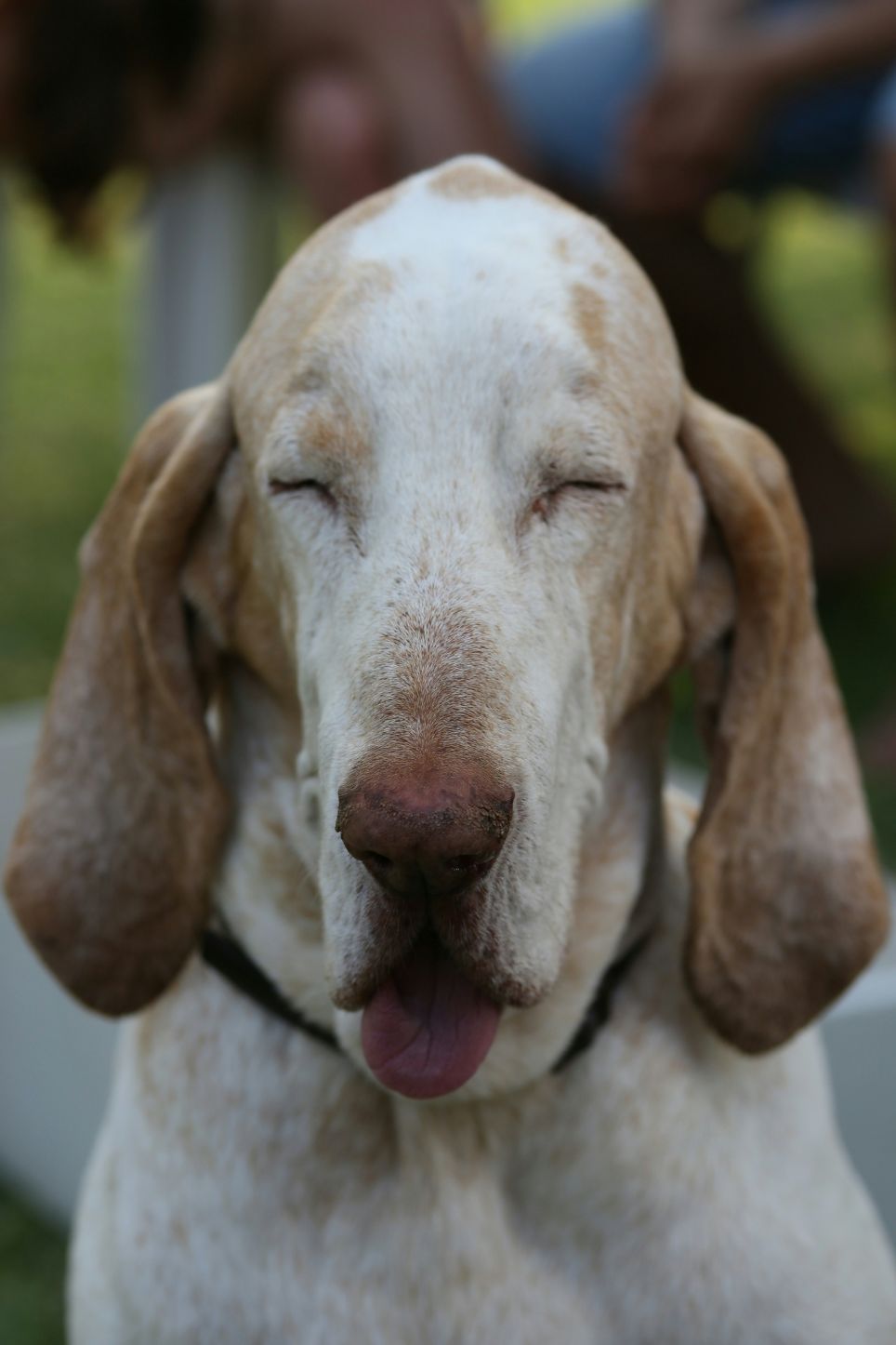 Bracco italiano