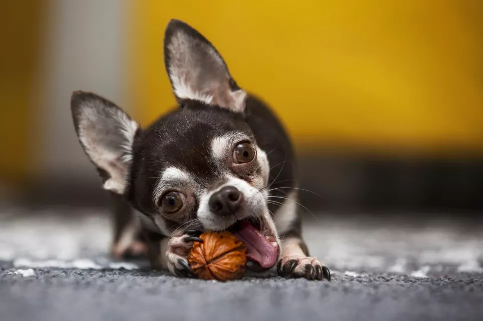 Chihuahua bider i en valnød