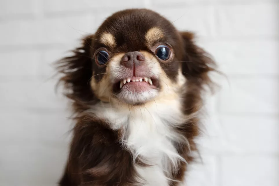 Chihuahua viser tænder