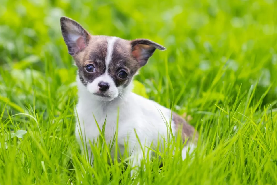 Chihuahuahvalp sidder i græsset