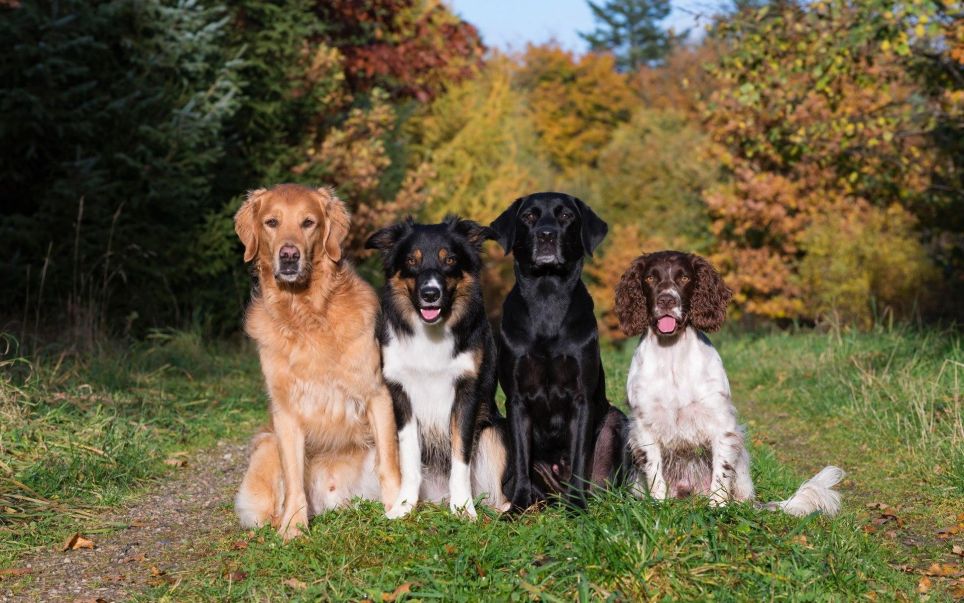Danskernes 25 mest populære hunderacer i 2026