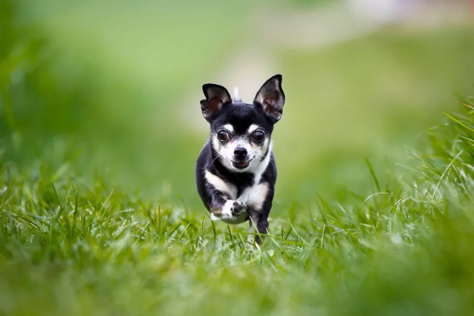 En sort og hvid Chihuahua tager sig en løbetur i græsset