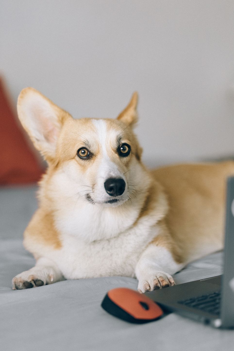 Flere danske hundeejere køber hundefoder på afbetaling