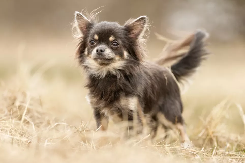 Flot Chihuahua nyder livet