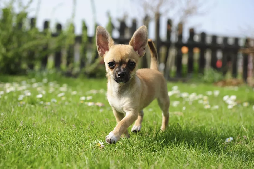Flot korthåret Chihuahua lister rundt i haven