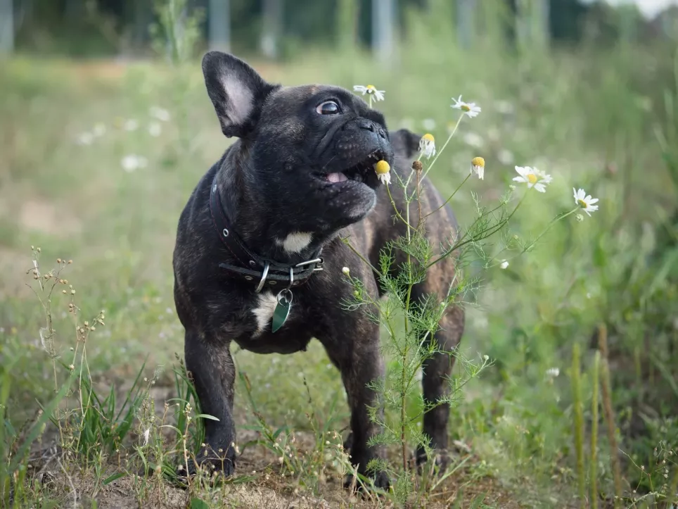 Fransk bulldog hapser en blomst