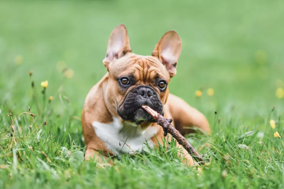 Fransk bulldog nyder livet på græsset med sin pind