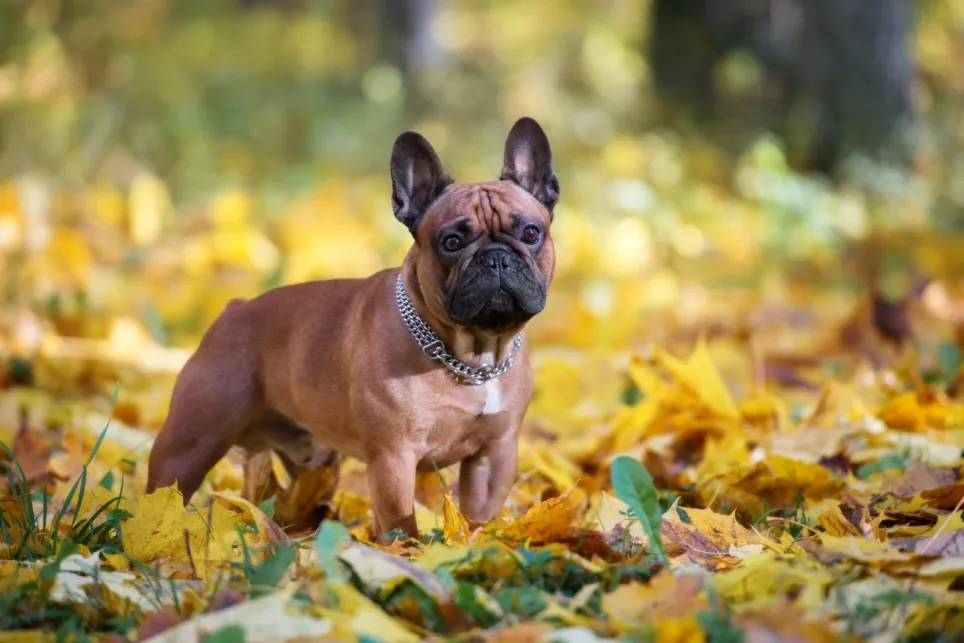 Fransk bulldog står mellem blade i skoven
